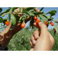 Herbes Goji Berry / poudre de goji avec le prix le plus compétitif